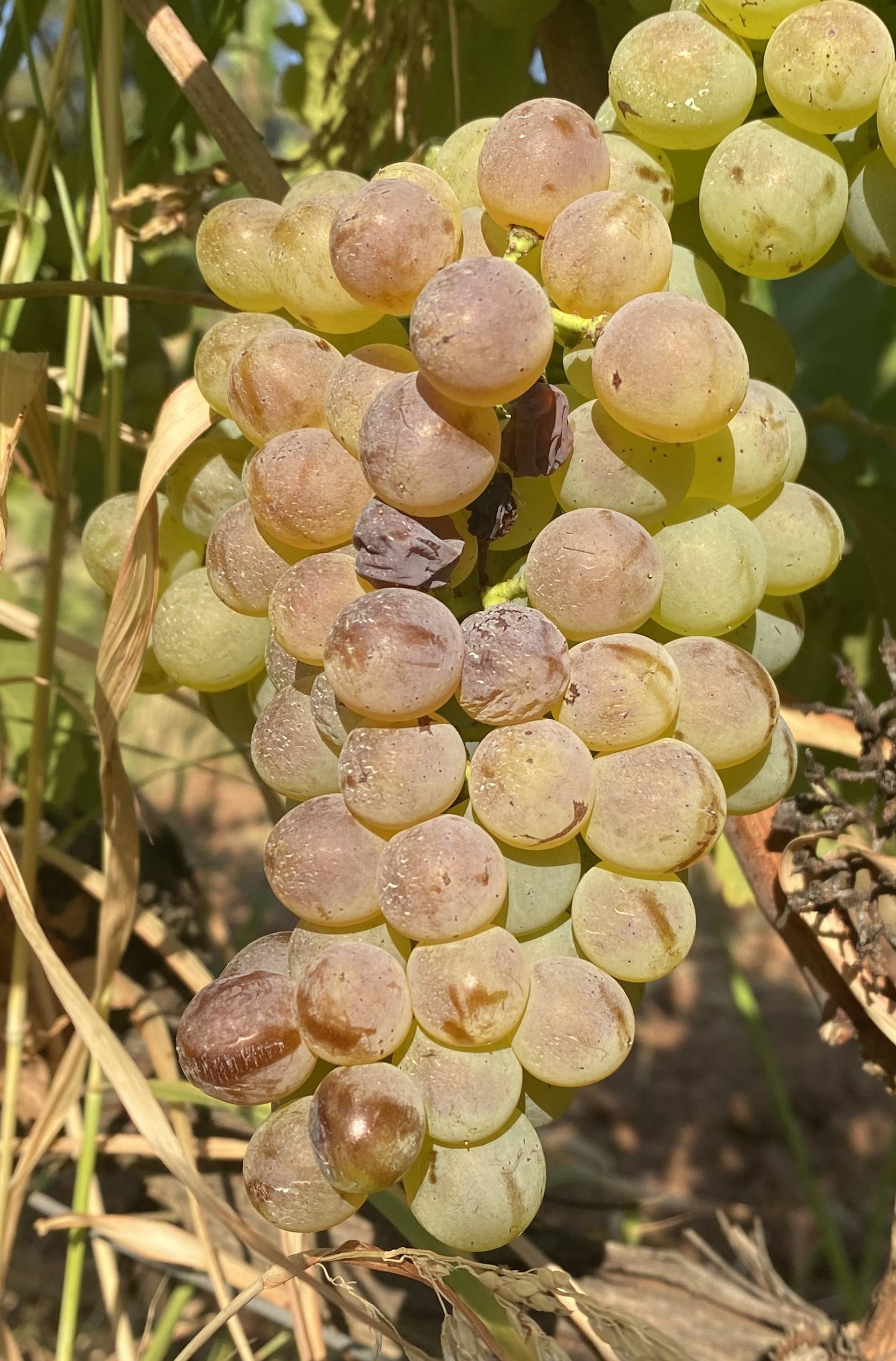 PRESENTATION MATURITES 2025